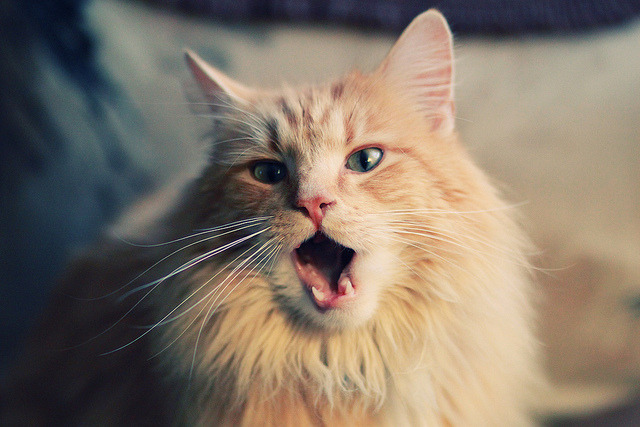 爱游戏体育APP下载-世界水上摩托冠军赛，极速漂移展现极限速度，水上摩托比赛