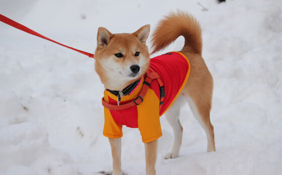 乡村特色骑马节，感受民族文化中的运动魅力，骑马宣传